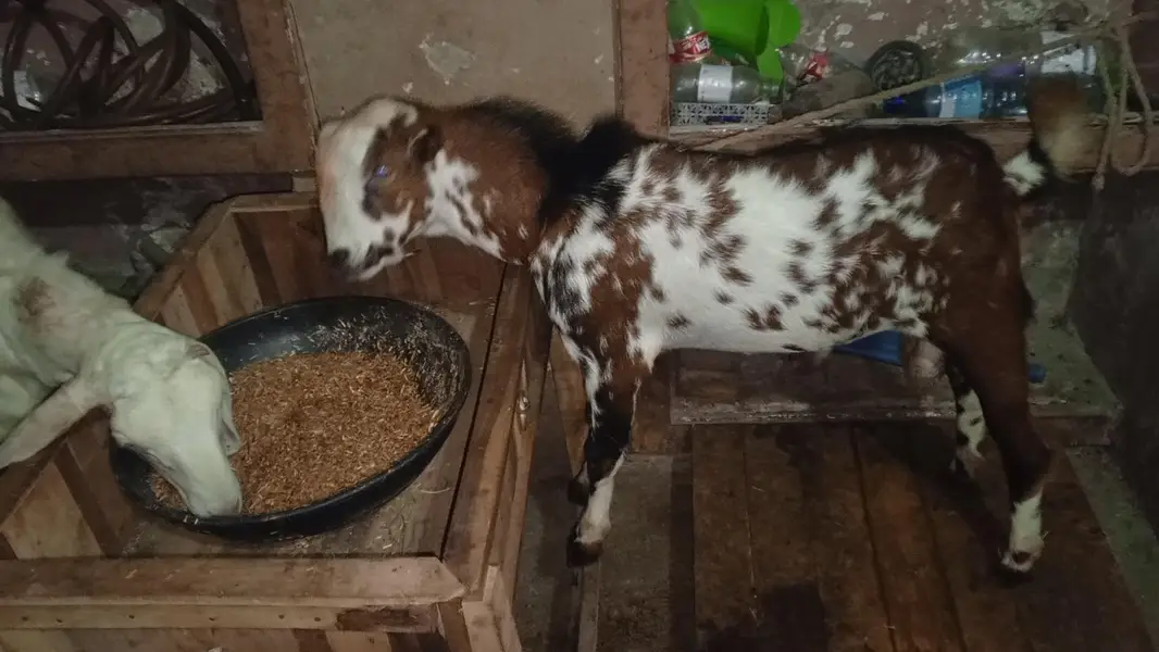 Breeder Quality tedda male and dumba — photo 3