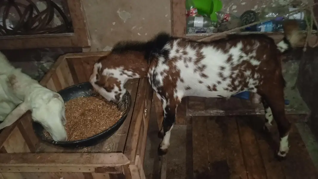 Breeder Quality tedda male and dumba — photo 4