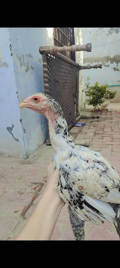 selling aseel and others Whatsapp number (03216921490) location bwn