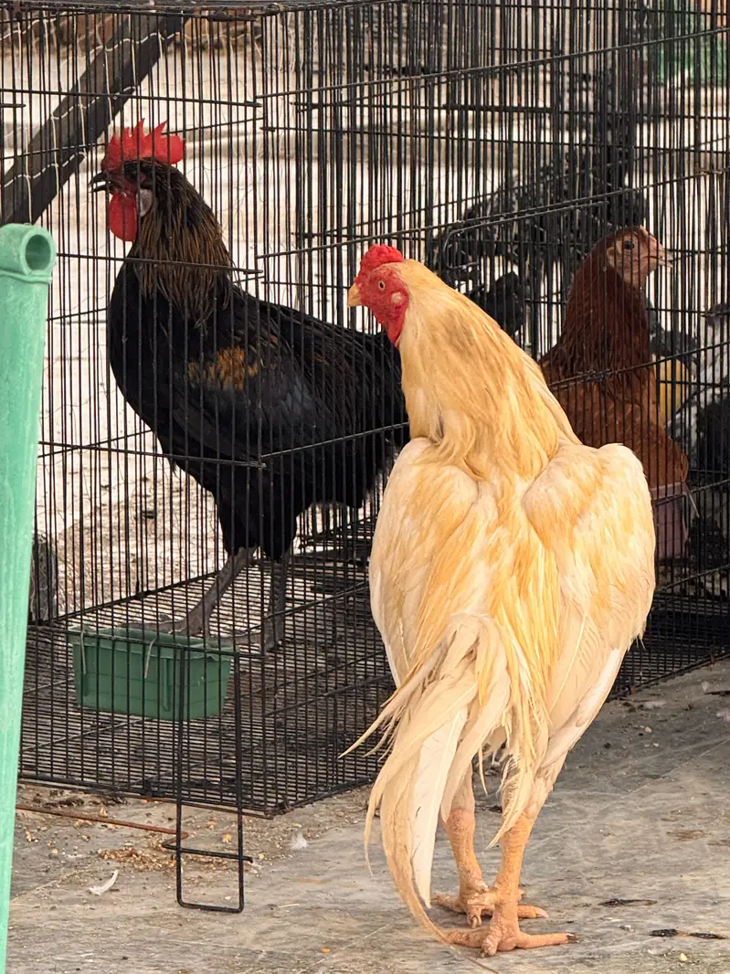 Aseel Heera Active and healthy available for sell — photo 2