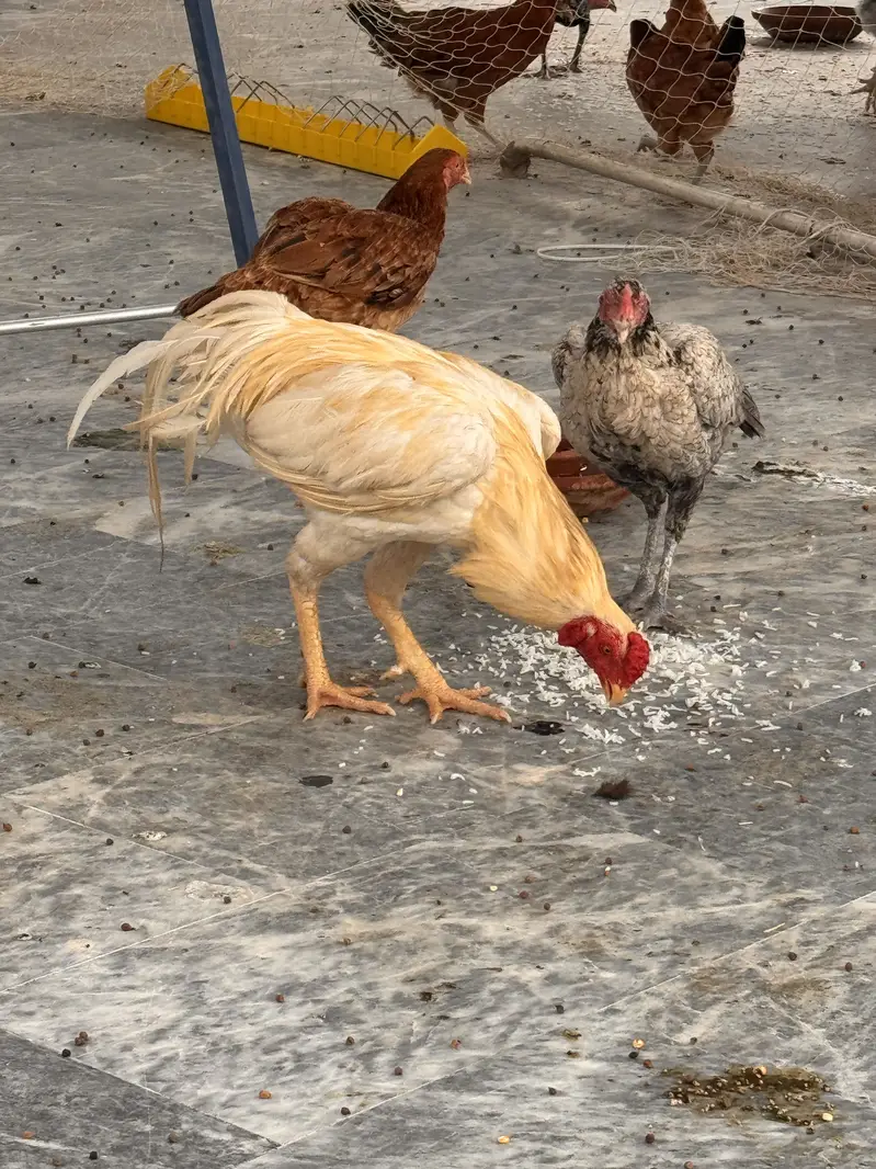 Aseel Heera Active and healthy available for sell — photo 6