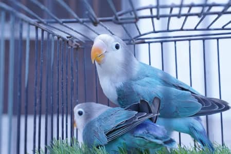 blue fischer split palefallow