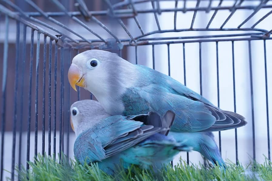 blue fischer split palefallow 1