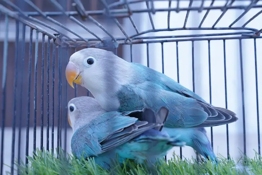 blue fischer split palefallow — photo 2