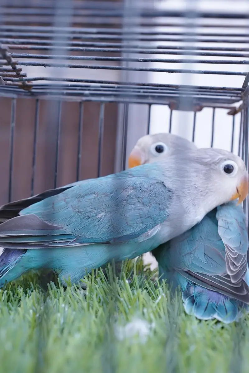 blue fischer split palefallow — photo 3