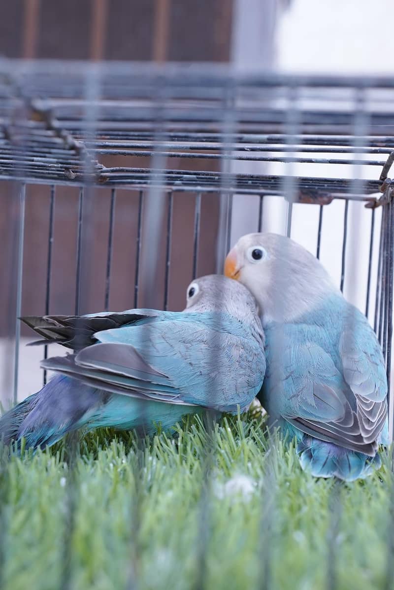 blue fischer split palefallow 3