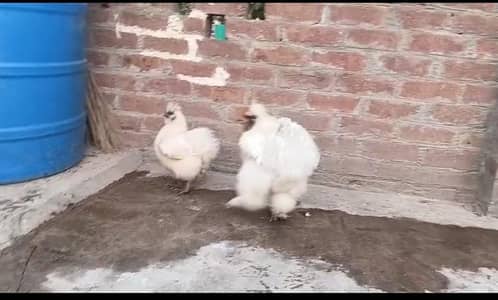White silki pair and bantam females available . call amd watsapp.