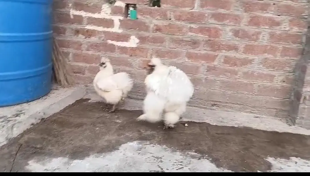White silki pair and bantam females available . call amd watsapp. — photo 2