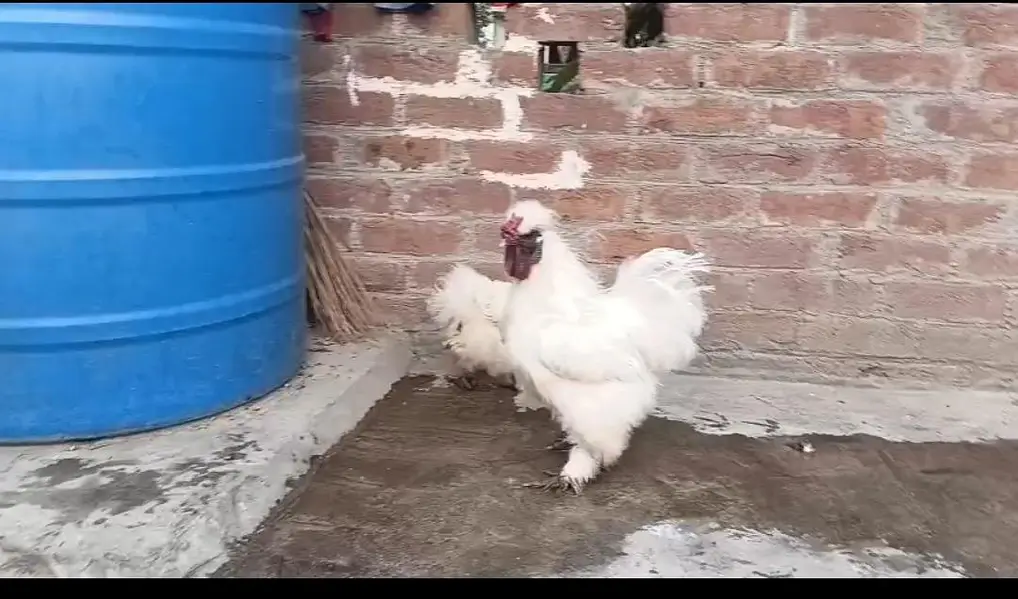 White silki pair and bantam females available . call amd watsapp. — photo 3