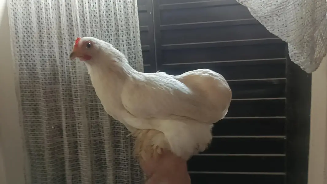 White silki pair and bantam females available . call amd watsapp. — photo 4