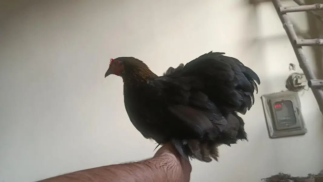 White silki pair and bantam females available . call amd watsapp. — photo 5
