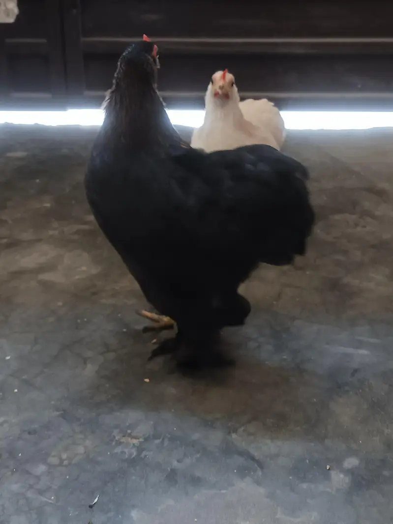 White silki pair and bantam females available . call amd watsapp. — photo 6