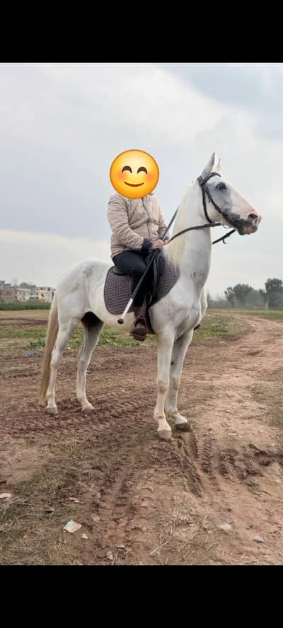 Sasta Horse Ghora