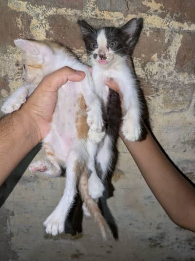 Persian kittens for sale