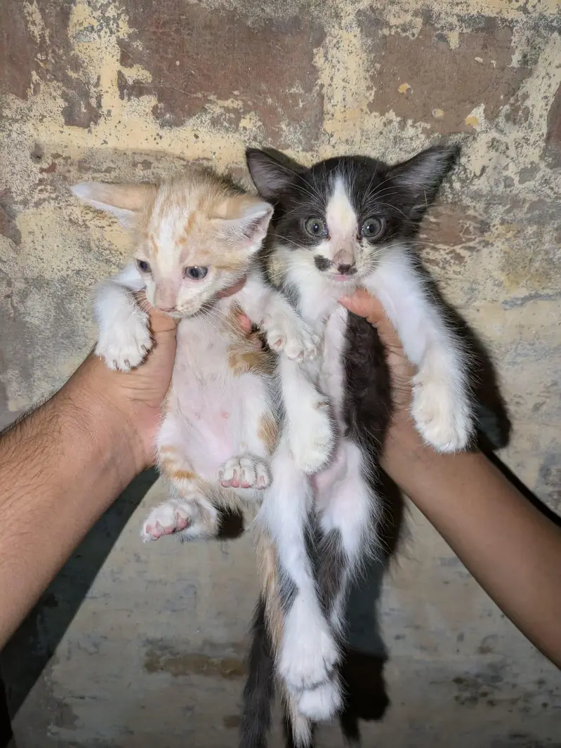 Persian kittens for sale — photo 2