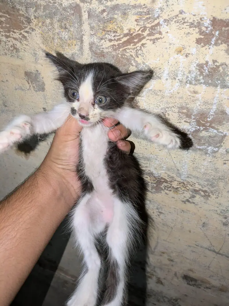 Persian kittens for sale — photo 3