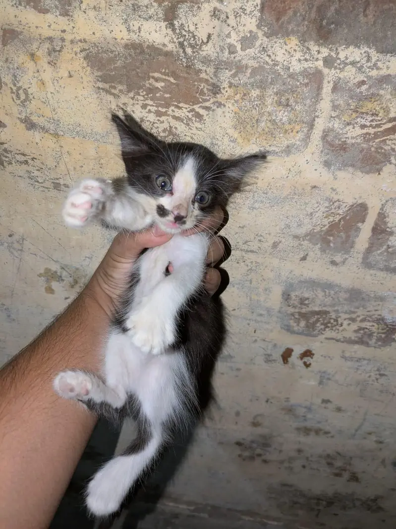 Persian kittens for sale — photo 4