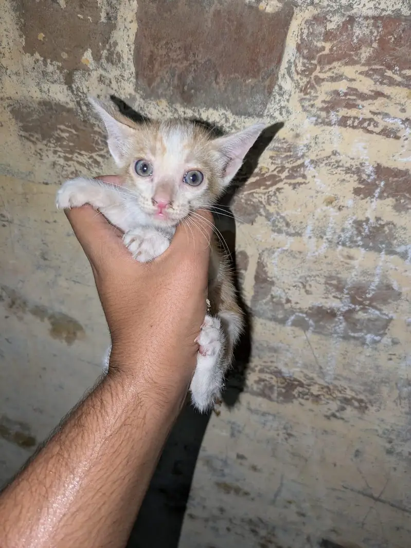 Persian kittens for sale — photo 5