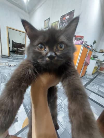 cat for sale 