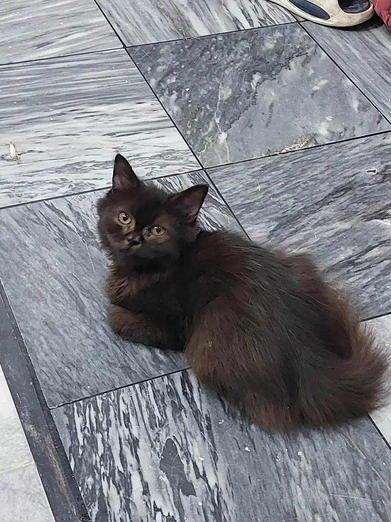 cat for sale  — photo 2