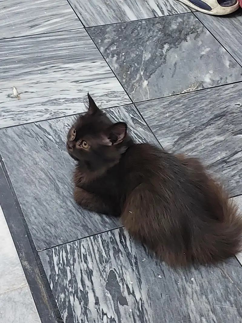 cat for sale  — photo 3