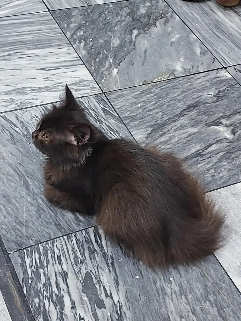 cat for sale  — photo 4