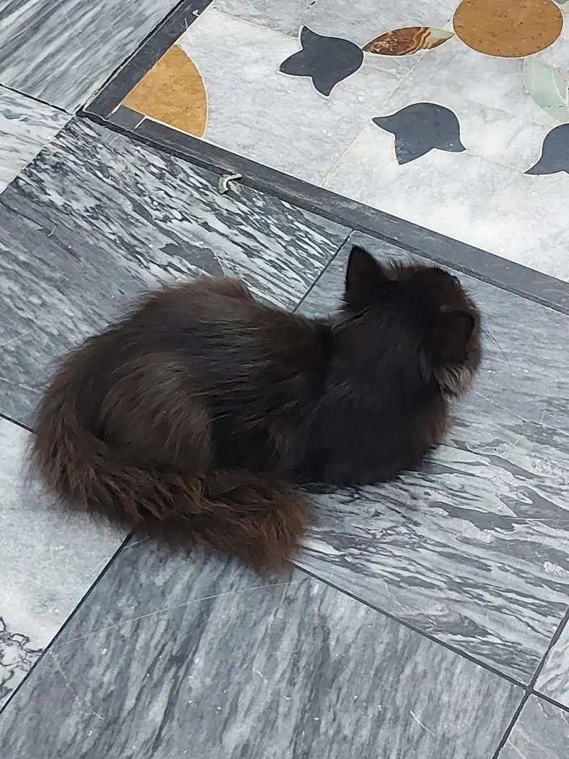cat for sale  — photo 5