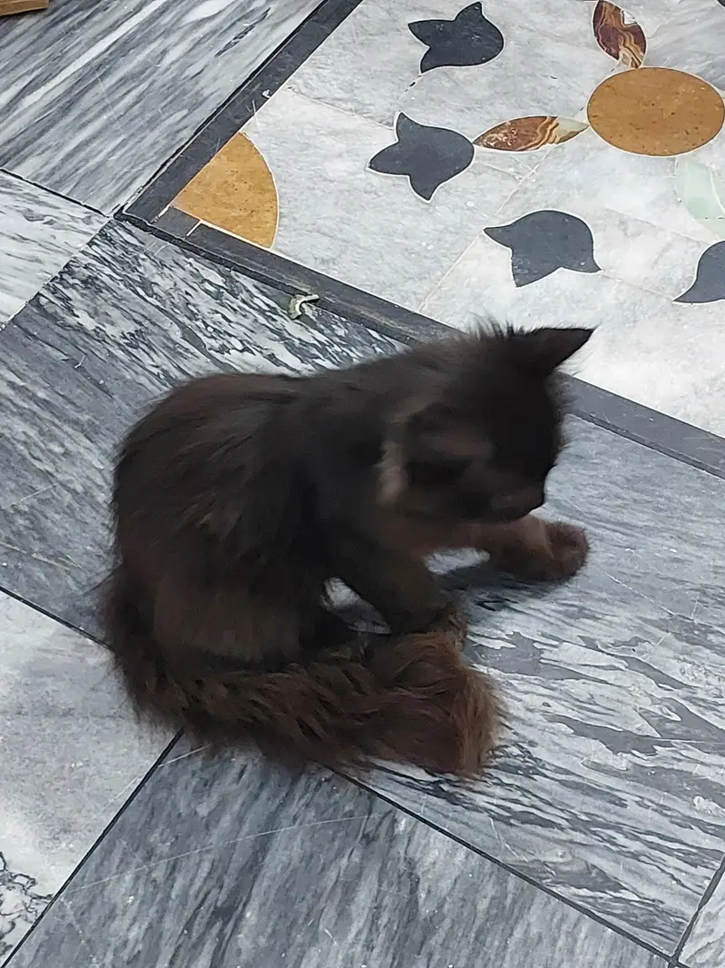 cat for sale  — photo 6