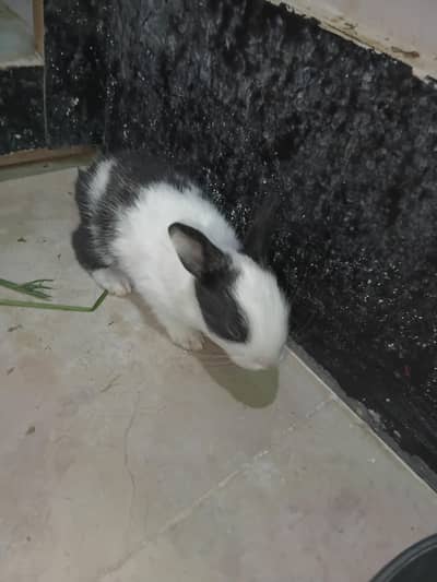 rabbit