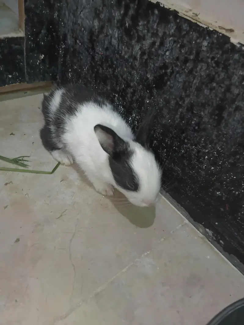rabbit