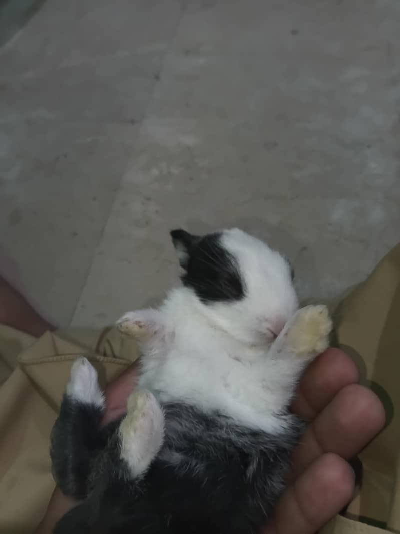 rabbit 1