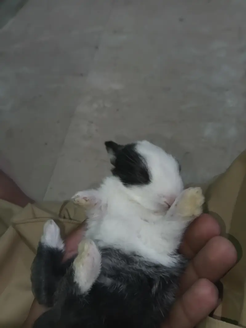rabbit — photo 2