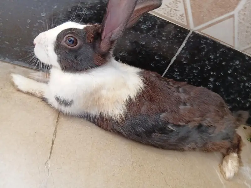 rabbit — photo 3