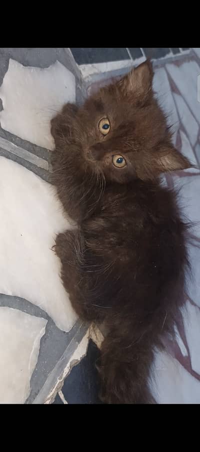 Urgent sale dono kittens 10k mn
