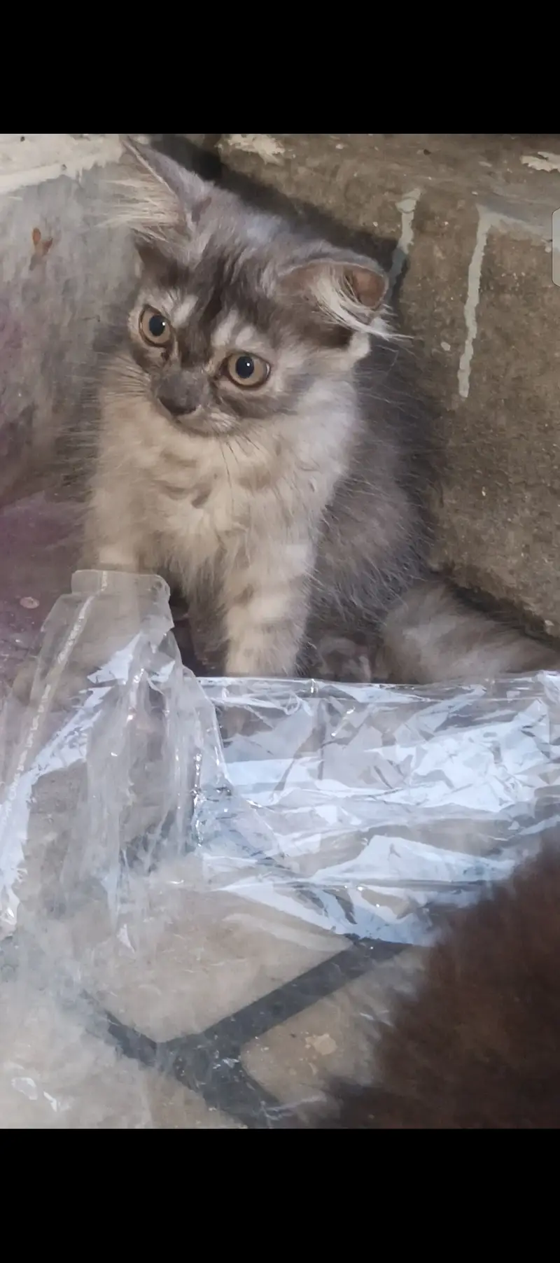 Urgent sale dono kittens 10k mn — photo 2