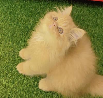 Punch Face Female Persian Fluffy Kitten