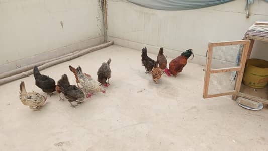 Desi hens for sale | egg laying  good quality hens|