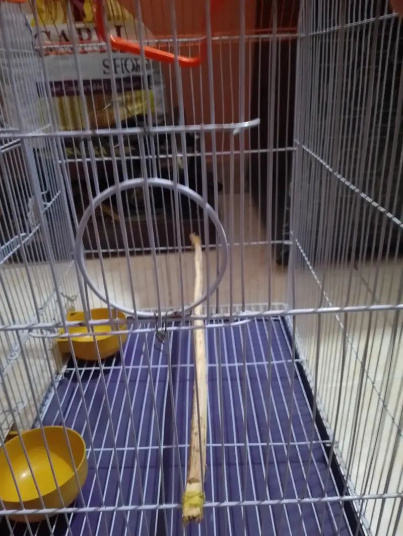 Parrot large size cage — photo 5