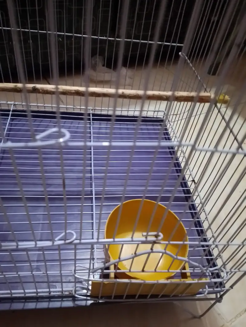 Parrot large size cage — photo 11