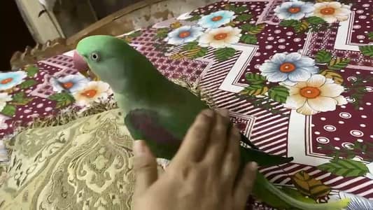 parrot