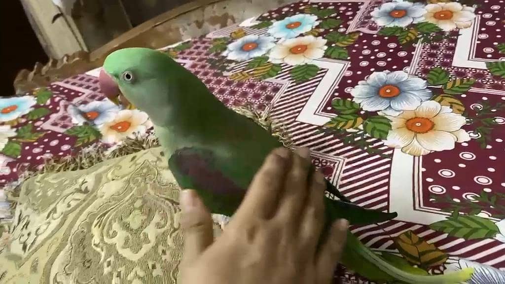 parrot 0