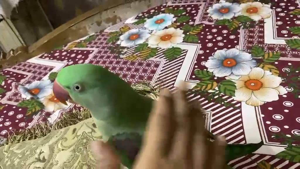 parrot 1