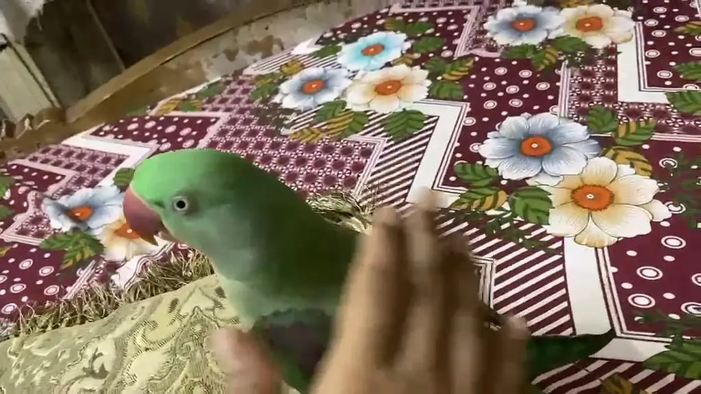 parrot — photo 2