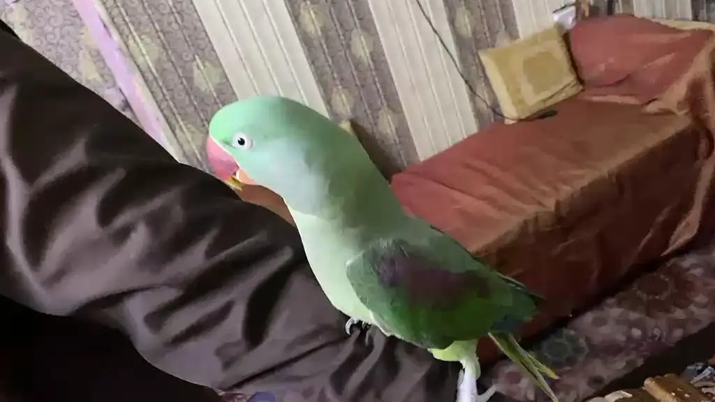 parrot — photo 3