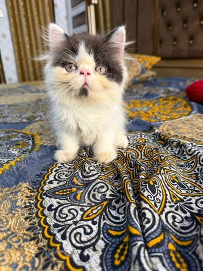 Pure persian CFA bloodline
