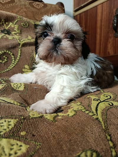 Shitzu top quality puppies available 03115090318