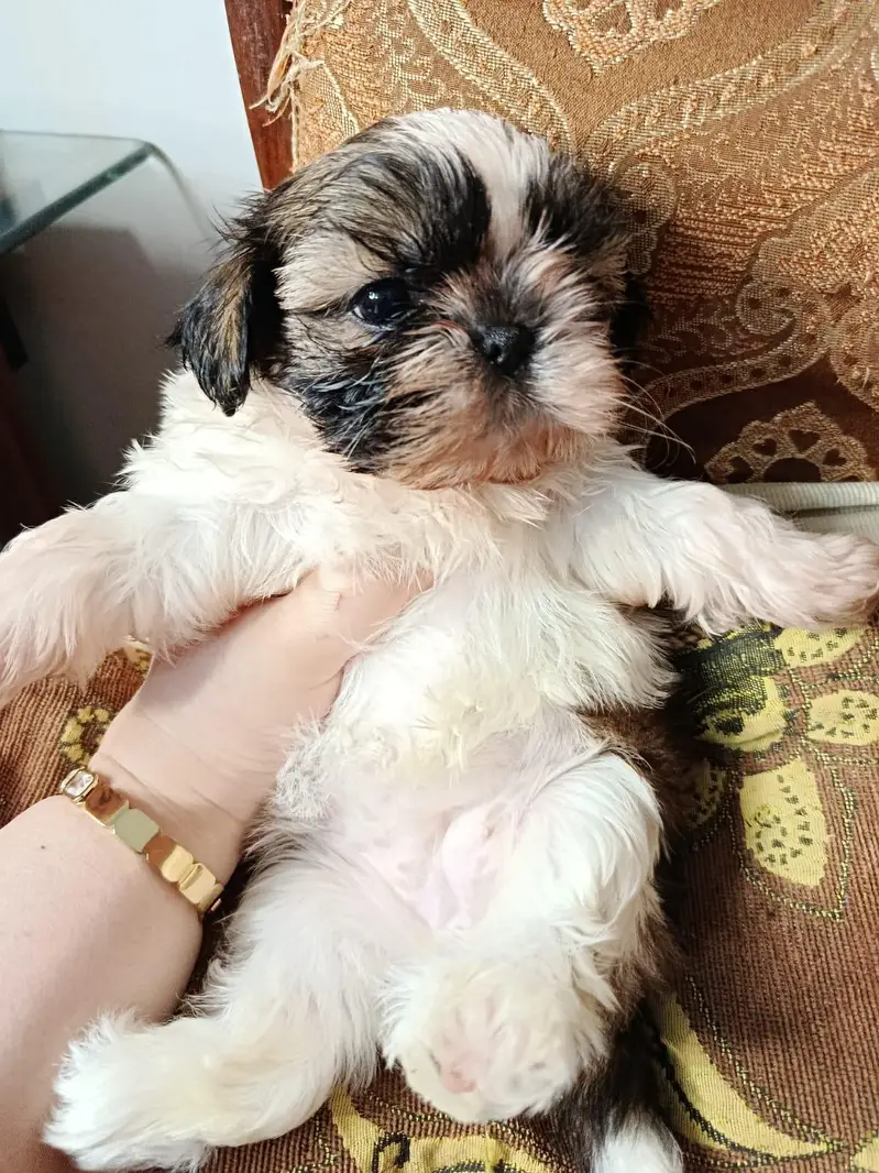 Shitzu top quality puppies available 03115090318 — photo 2