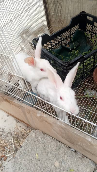 Rabbits  urgent sale.