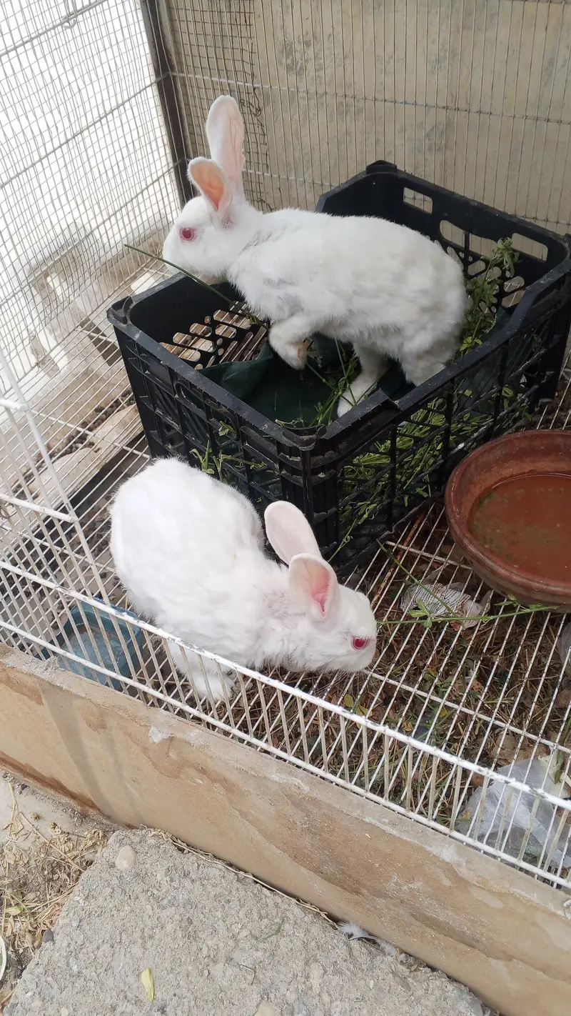 Rabbits  urgent sale. — photo 2