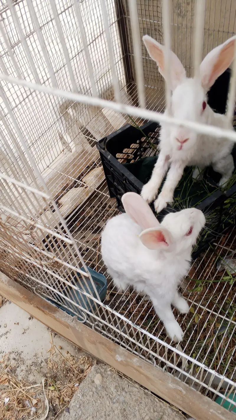 Rabbits  urgent sale. — photo 3